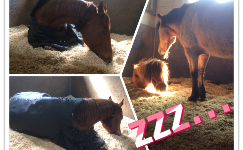 のんびりうとうと