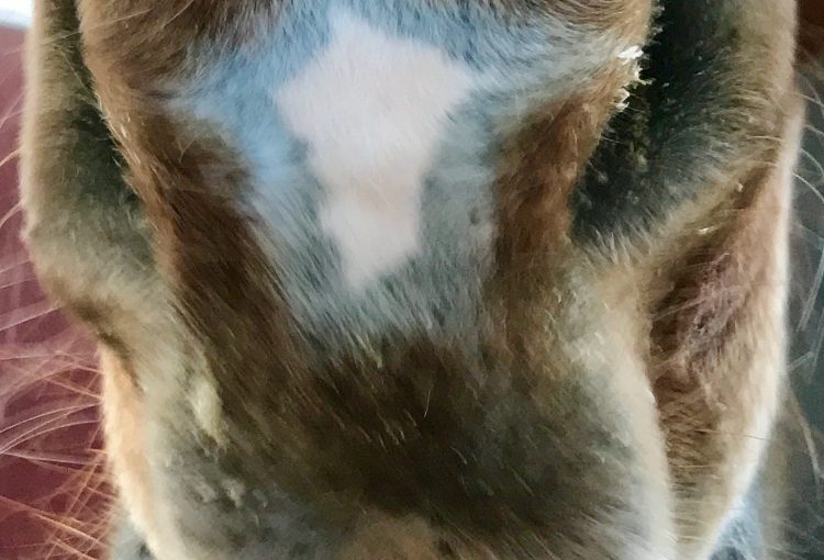 ❓久しぶりにクイズ🐴❓