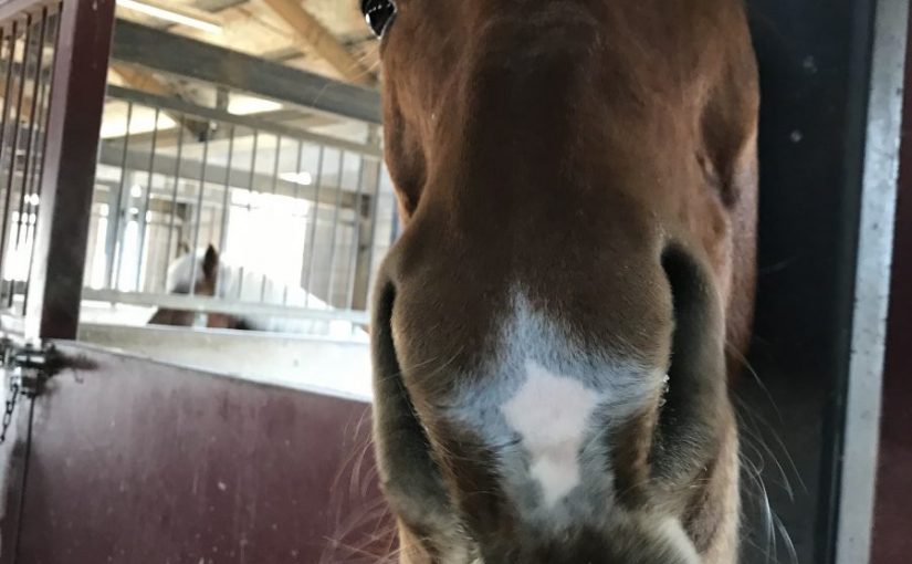 ❓久しぶりにクイズ🐴❓~回答編~