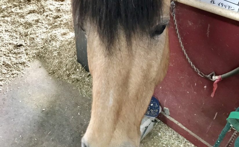 さっちゃん🐴💕