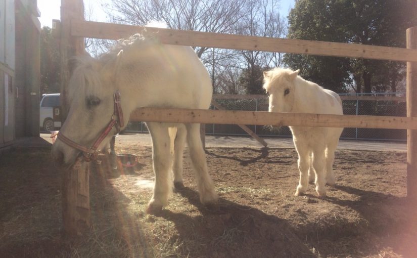 しろいのと、しろいの。