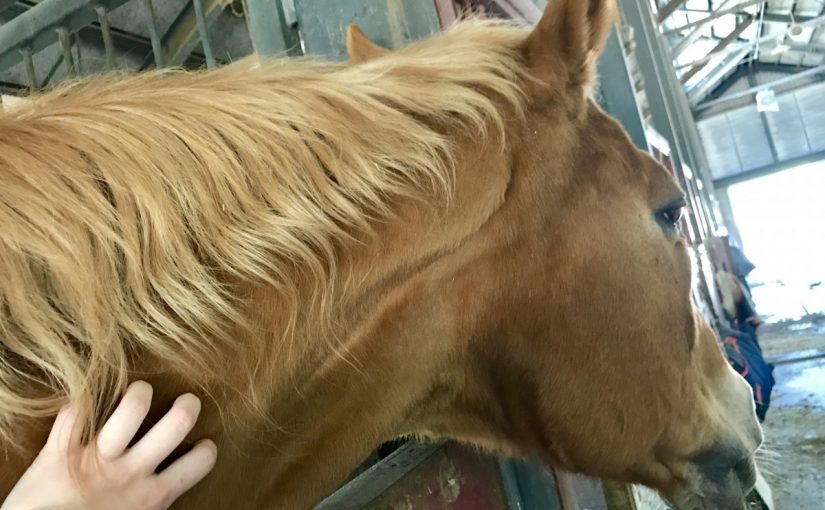 エンドレスかいかい🐴