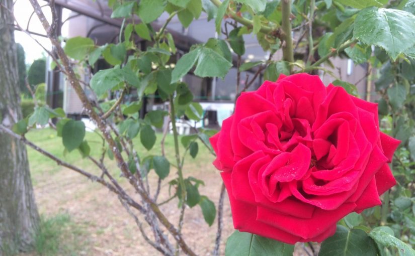 バラが咲いた♪