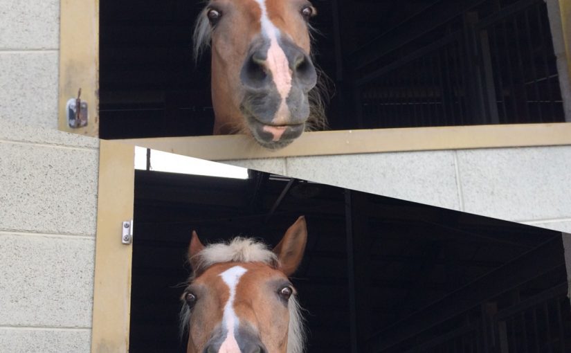 乗馬苑の馬房から…（笑）