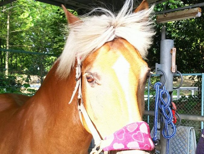 キセキノビッキー