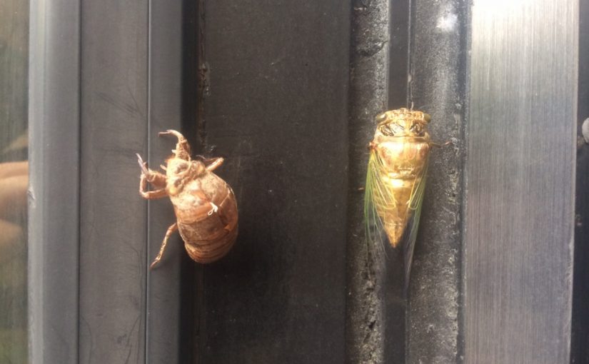 もうすぐ、鳴きます（笑）