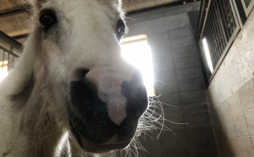 シロでございます。