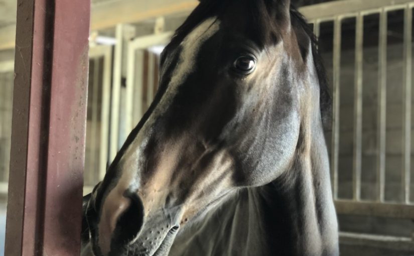 厩舎でもキリリ★