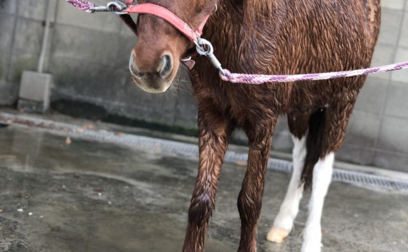 晴れの日はシャワー