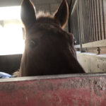 ひょっこりはん(馬ver)