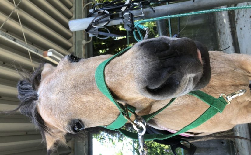 クールビューティー